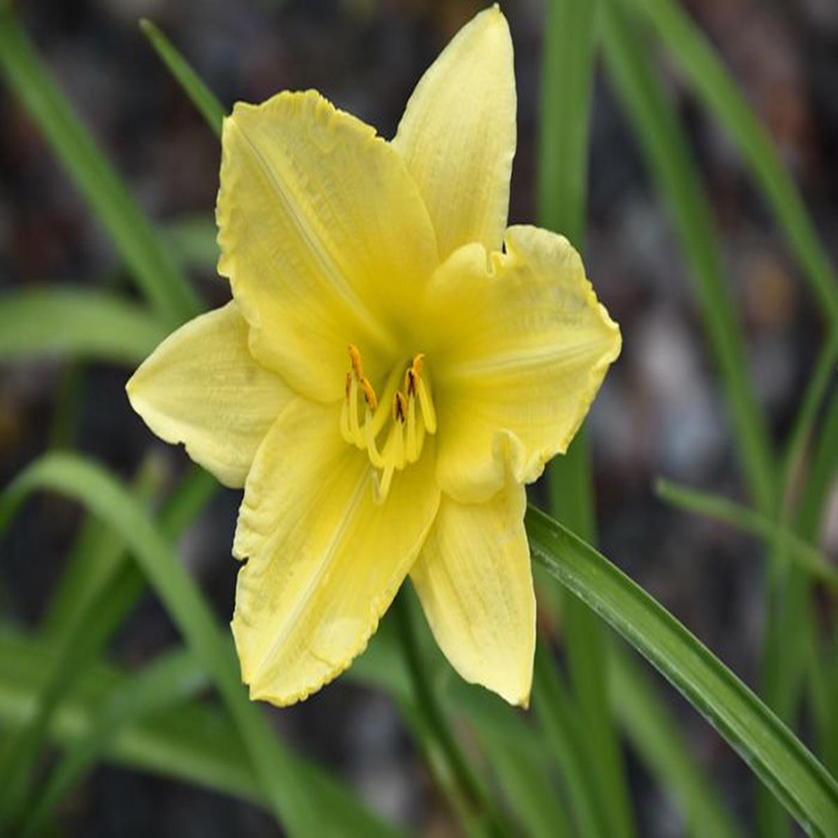 Yellow Hemerocallis Flower Seeds for Planting Wildflower Mix, Heirloom, Non-GMO, High Germination