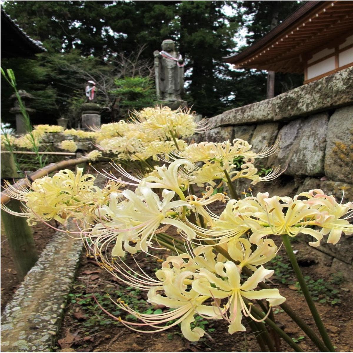 Yellow Higanbana Flower Seeds for Planting Heirloom, Non-GMO, Bright Blooms, High Germination