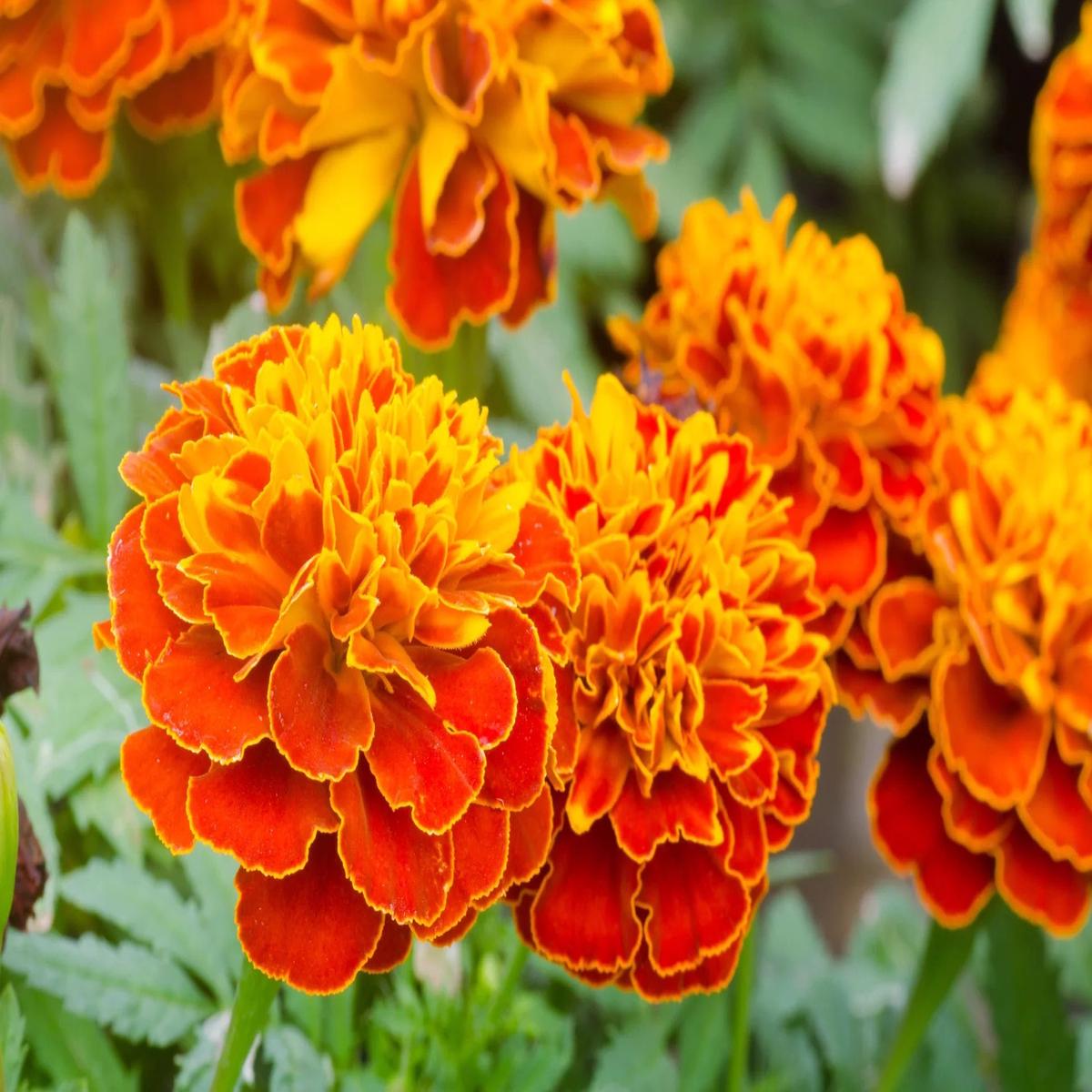 Yellow Orange Marigold Flower Seeds for Planting Heirloom, Non-GMO, High Germination Garden Seeds