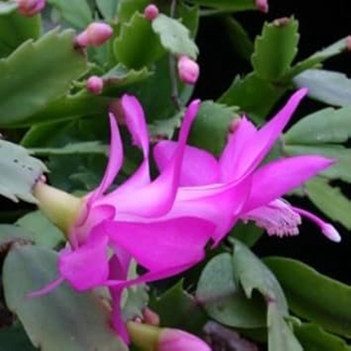 Zygocactus Purple Flower Seeds for Planting Organic Heirloom Non-GMO Succulent Seeds