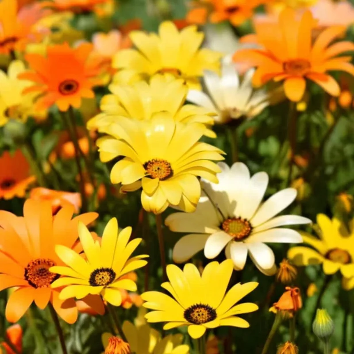 African Daisy Seeds (200 Count) - Dimorphotheca sinuata - Bright Blooms for Pollinator Gardens