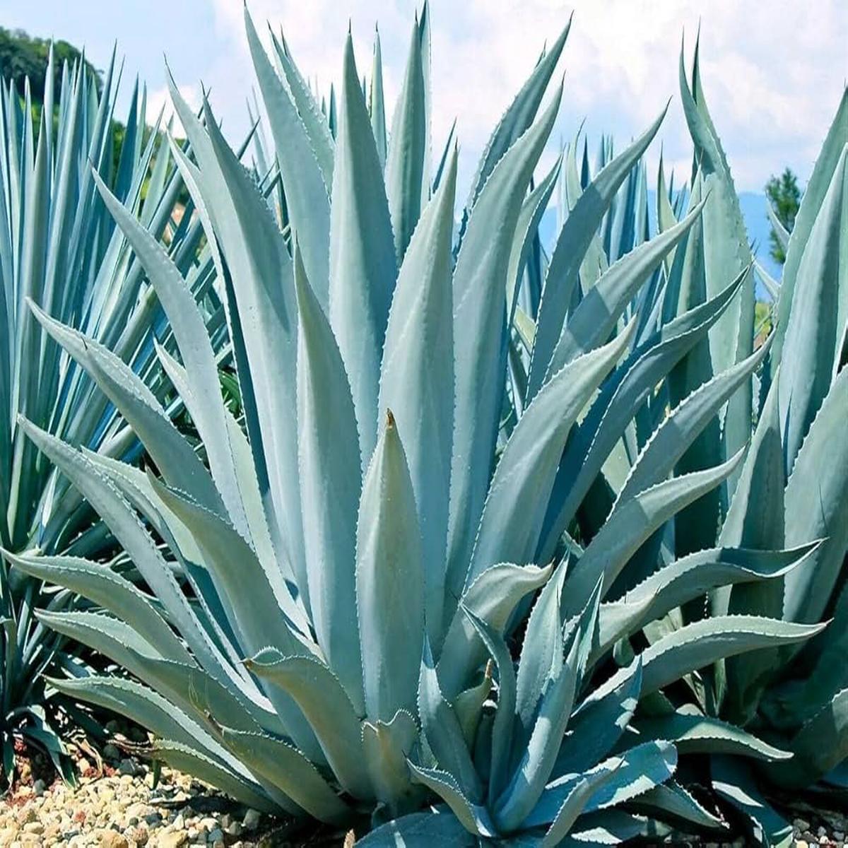 Agave Havardiana Succulent Flower seeds for Planting - Fragrant Blossoms, Heirloom & GMO Free Seeds for Home Garden
