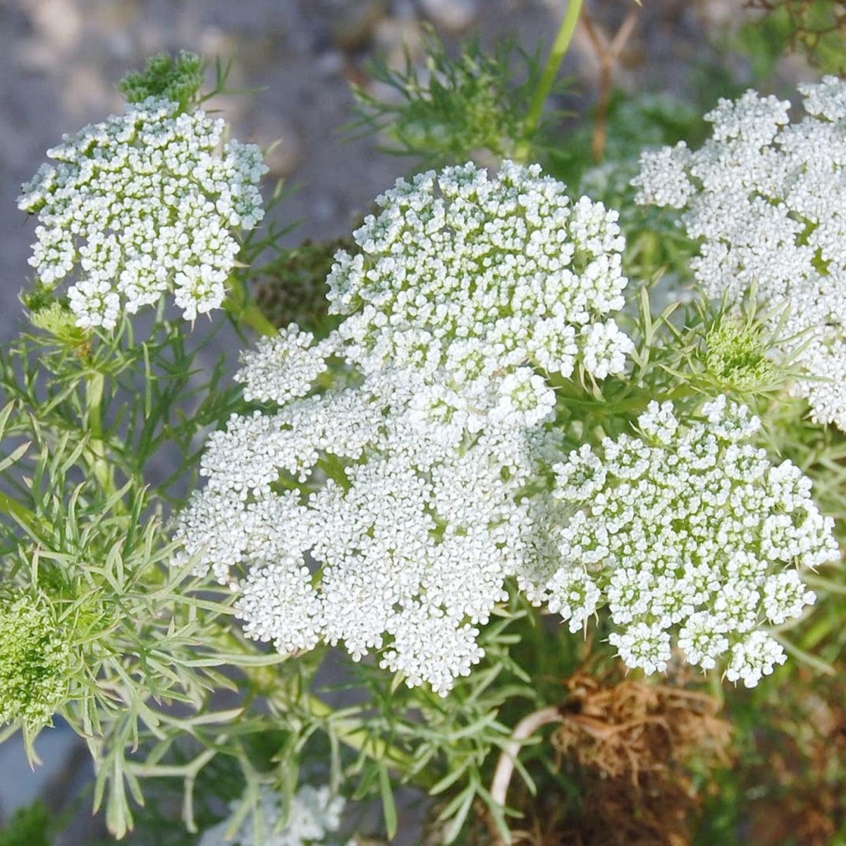 Ammi Flower seeds for Planting Sun Loving Heirloom & GMO Free Seeds for Home Garden Sale