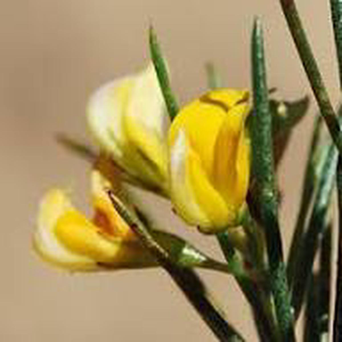 Aspalathus Flower Seeds for Planting Heirloom Non-GMO Fragrant Blossoms Organic Garden Seeds