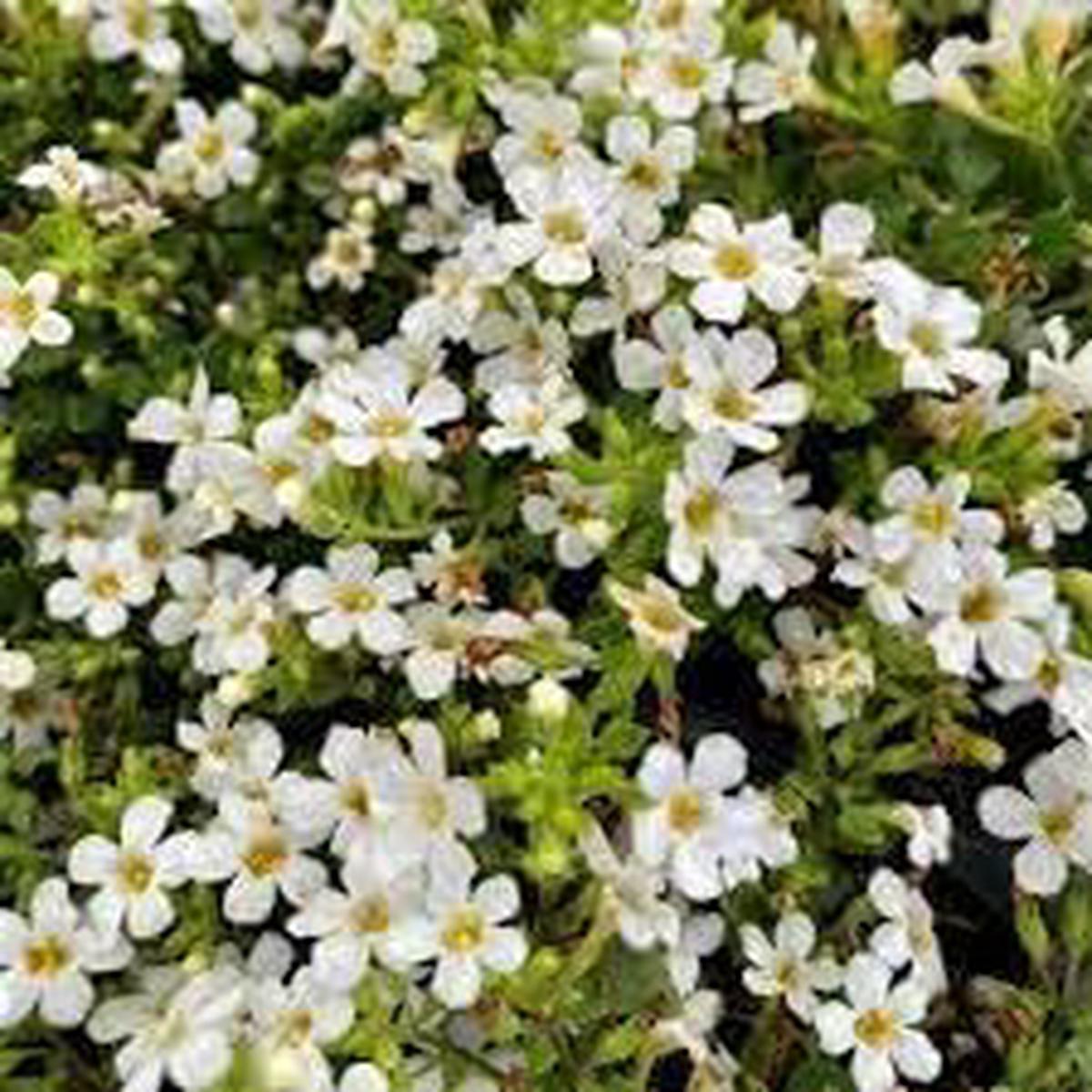 Bacopa Flower seeds for Planting - Fragrant Blossoms, Heirloom & GMO Free Seeds for Home Garden