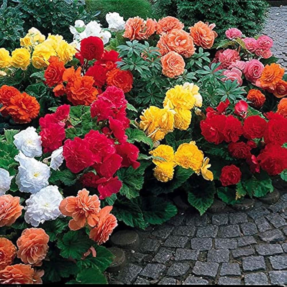 Begonia Begonia Semperflorens Flower For Planting In Indoor Pots Decorative Backyard Gardening