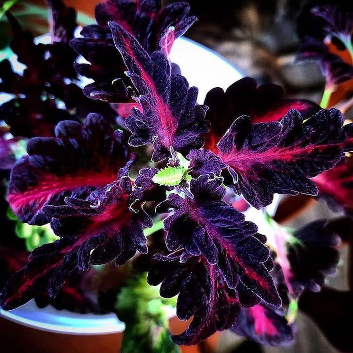 Black Pink Coleus Flower Seeds for Planting Heirloom, Non-GMO, High Germination Organic Garden Se