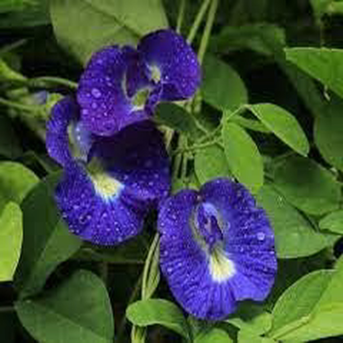 Blue Flower Pot Plant For Sowing Flower Seeds for Home Garden Planting, Vibrant Organic Blooming
