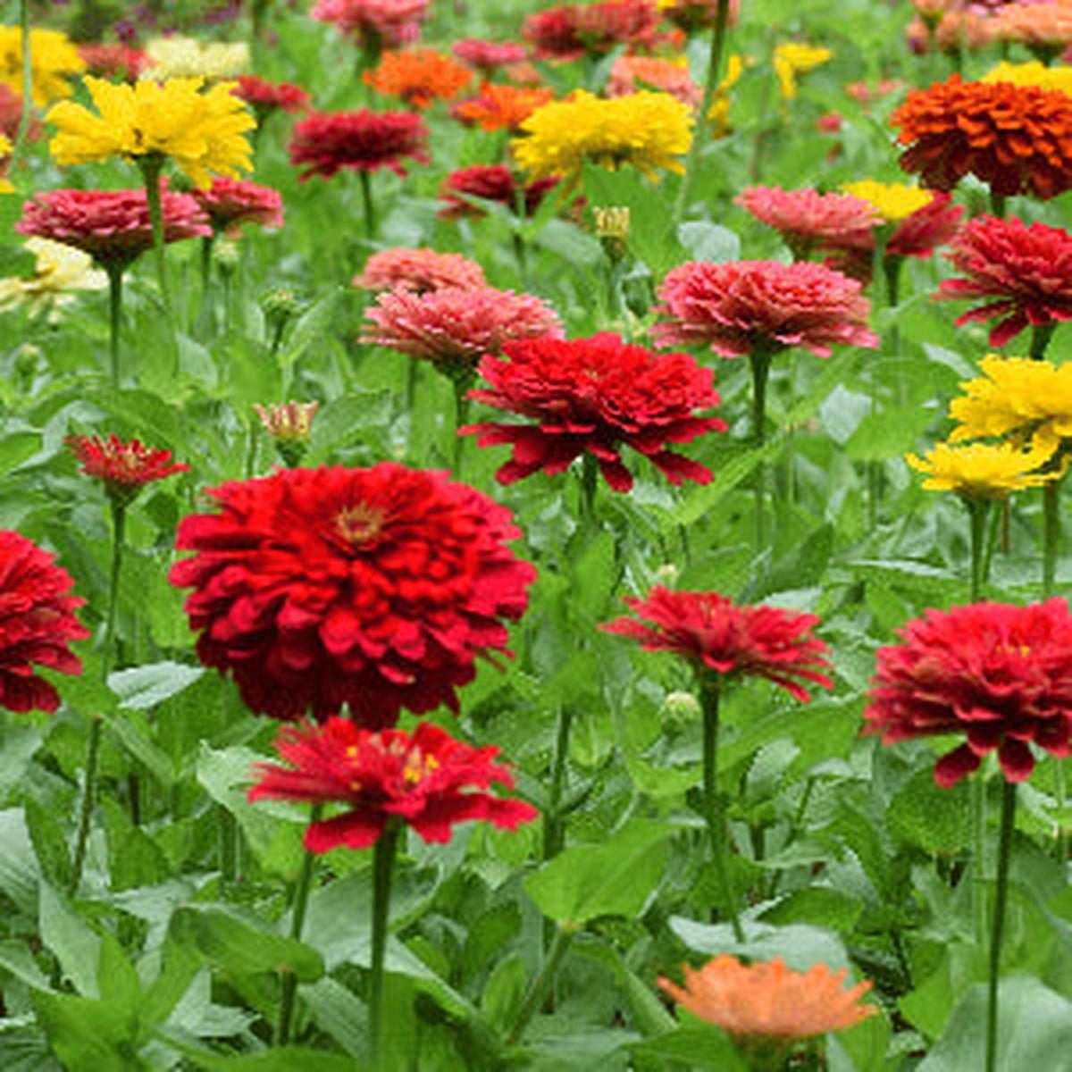 California Giant Zinnia Seeds for Huge, Colorful Zinnia Blooms