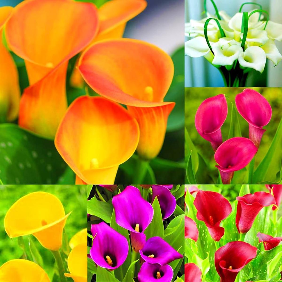 Calla Lily Seeds for Planting Zantedeschia spp. for flower beds and water gardens