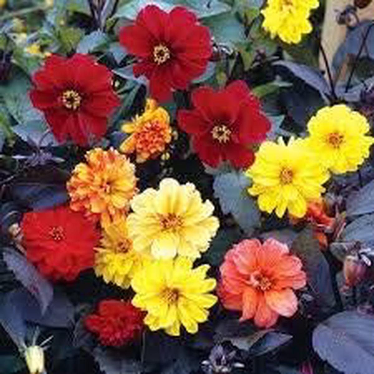 Dahlia Seeds Multi-Color Heirloom, Non-GMO, High Germination Organic Garden Seeds for Planting