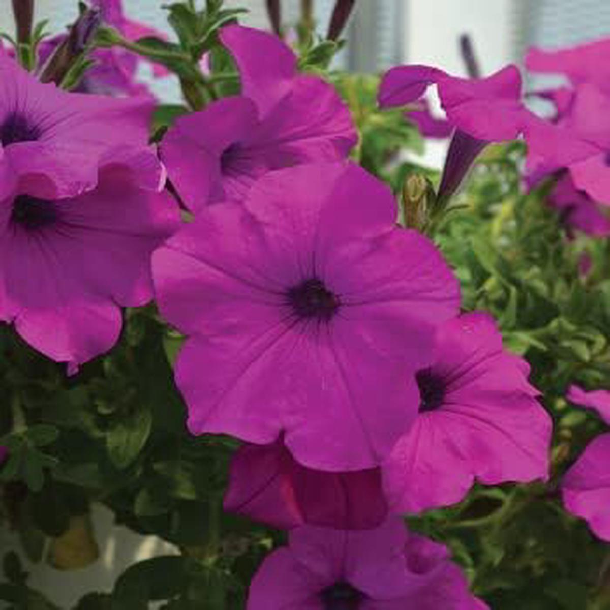 Deep Pink Petunia Flower seeds for Planting Shade Tolerant Heirloom & GMO Free Seeds for Home Garden