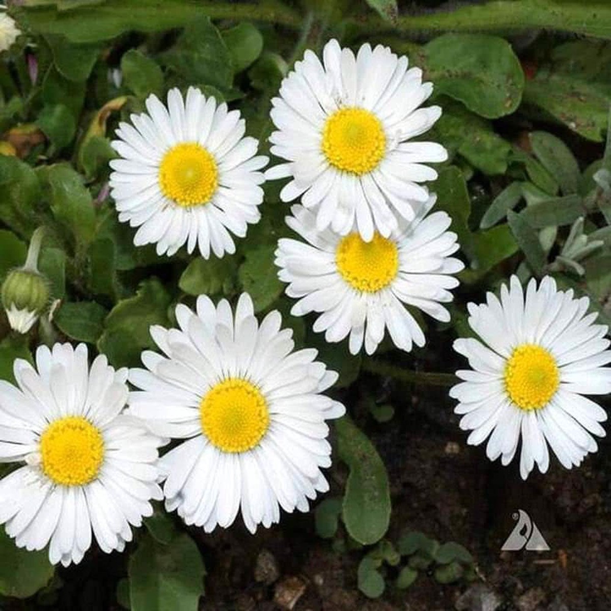 English Daisy Bellis Perennis Flower For Planting In Home Garden Balcony Pots Flower Seeds for