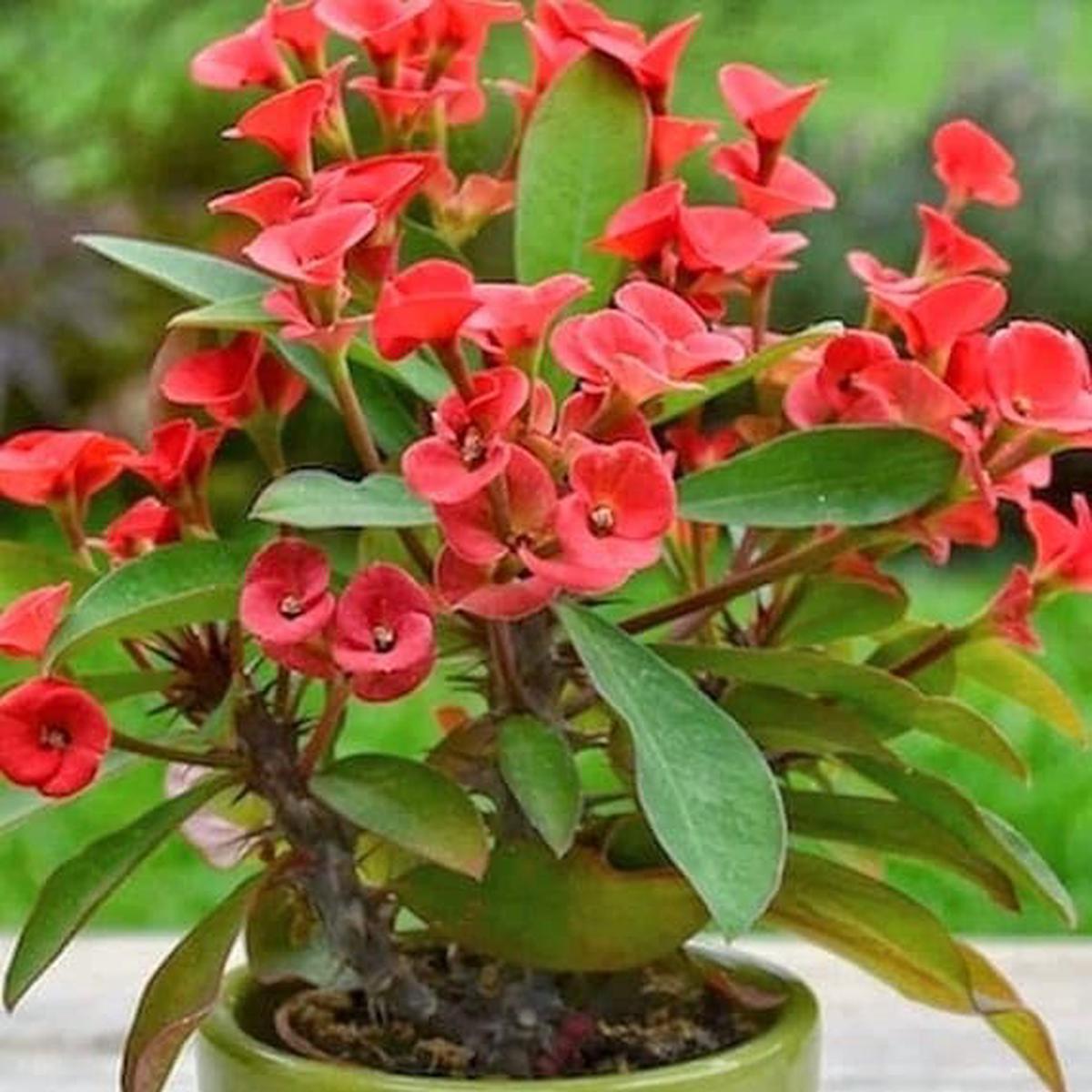 Euphorbia Flower Seeds for Planting Heirloom, Non-GMO, Compact Growth Organic Garden Seeds
