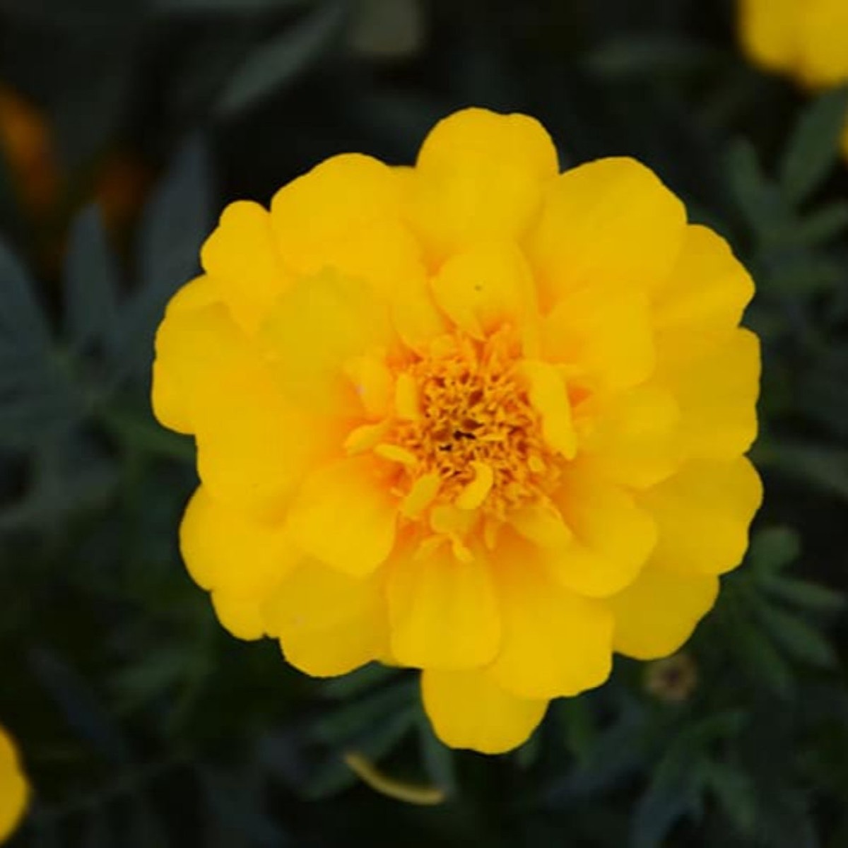 French Marigold 'Durango Yellow' Seeds for Planting Heirloom, Non-GMO, Easy to Grow, Annual