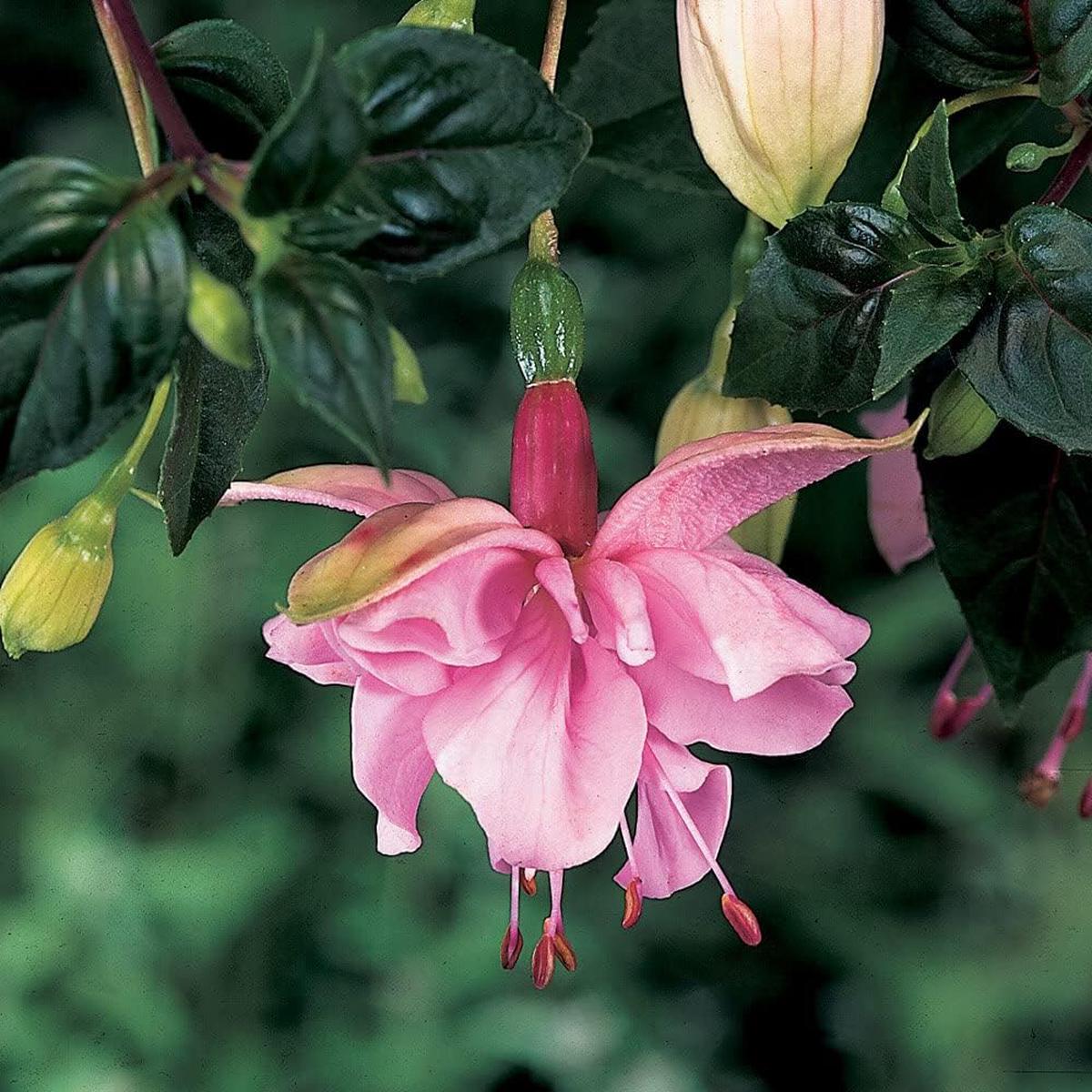 Fuchsias Flower Seeds for Planting Heirloom, Non-GMO Hardy Organic Garden Seeds