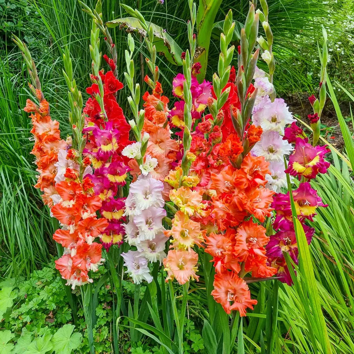 Gladiolus Flower Mixed Colors Gladiolus Hortulanus For Summer Garden Planting Flower Seeds for Home