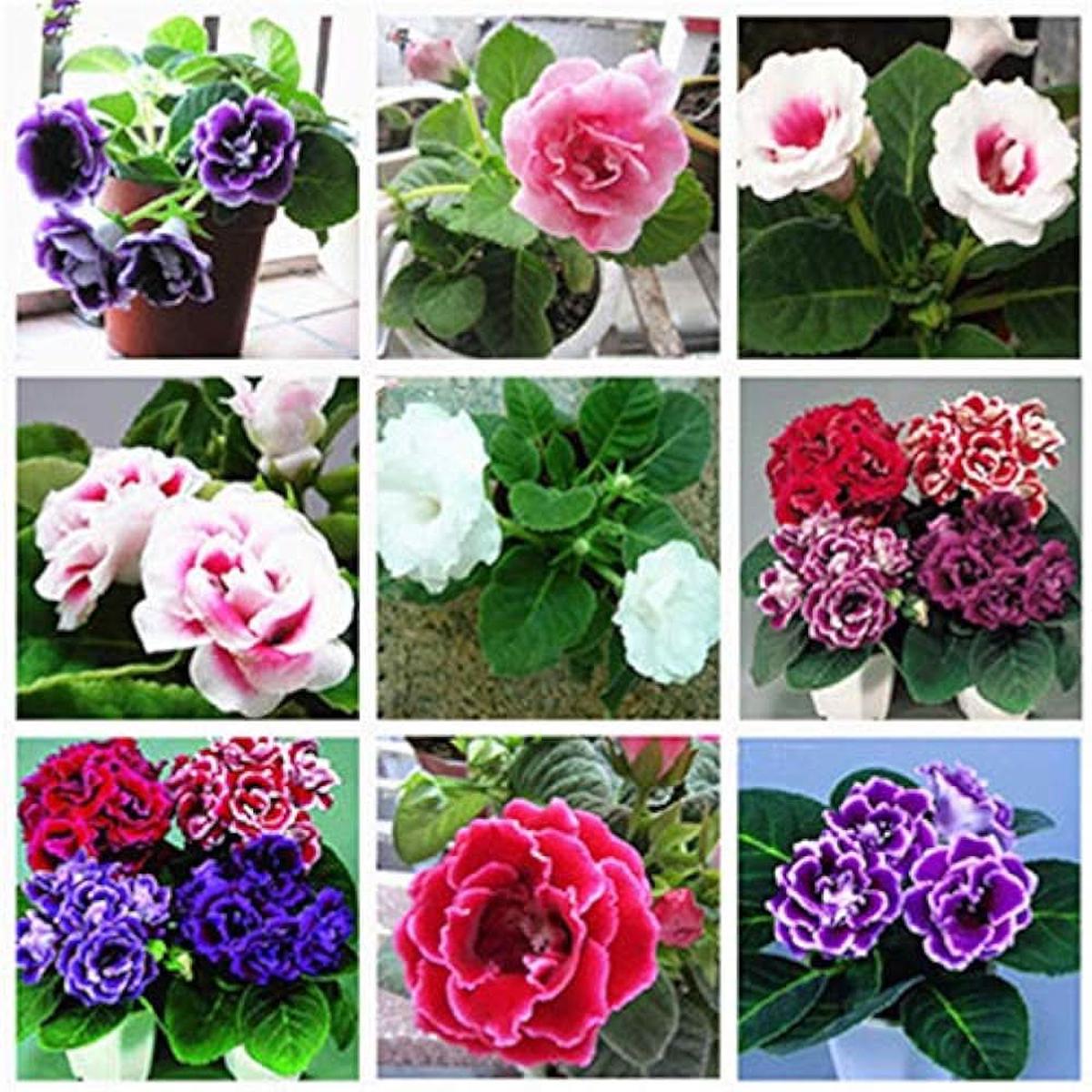 Gloxinia Plena Sinningia Flower Plant Flower Seeds for Home Garden Planting, Ornamental Organic