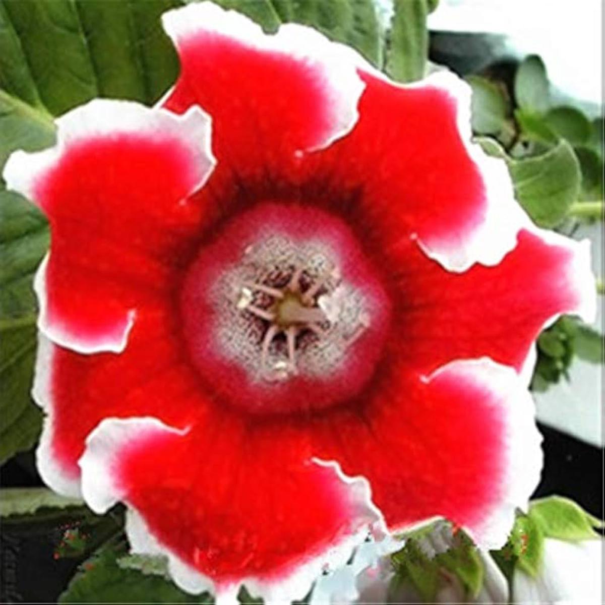 Gloxinia Seeds Sinningia speciosa for Planting in Indoor Pots and Flower Bed