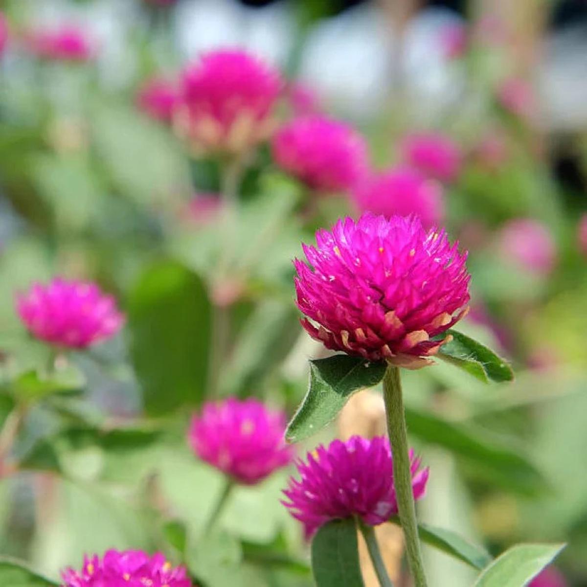 Gomphrena Flower seeds for Planting Fragrant Blossoms Heirloom & GMO Free Seeds for Home Garden Sale