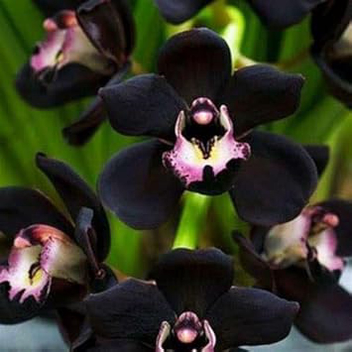 Heirloom Non-GMO Black Orchid Flower Seeds for Planting Rare Exotic Garden Blooms with High Germination