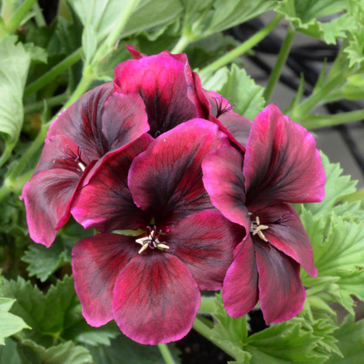 Heirloom Non-GMO Chocolate Geranium Flower Seeds for Planting  Rich Colored Garden Blooms