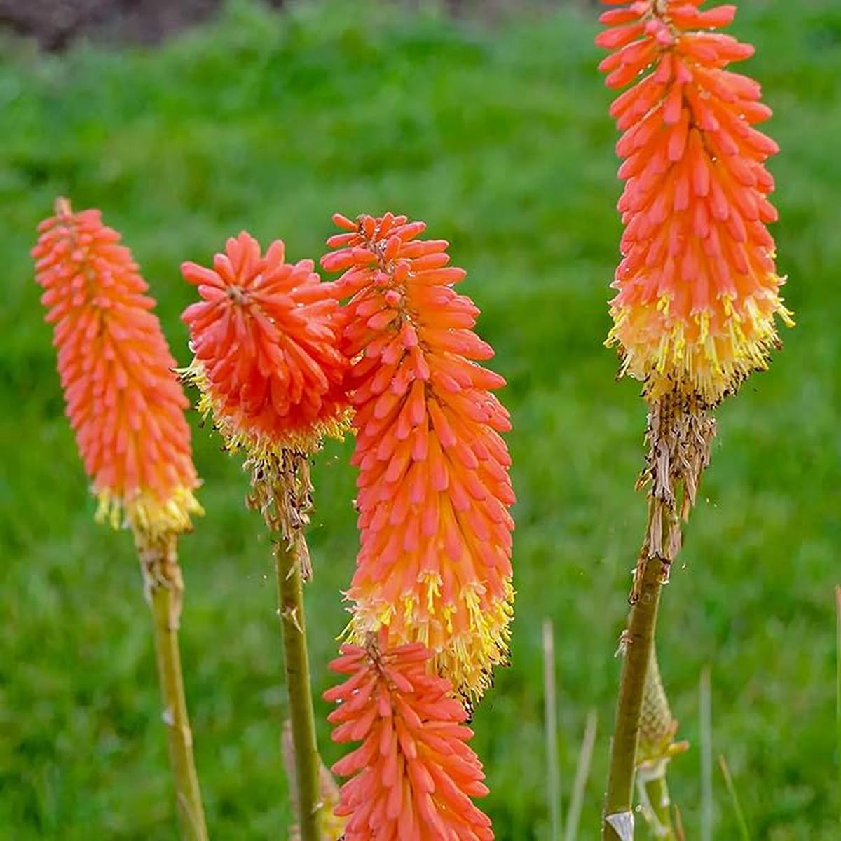 Heirloom Non-GMO Kniphofia Flower Seeds for Planting Striking Torch-Lily Blooming Seeds
