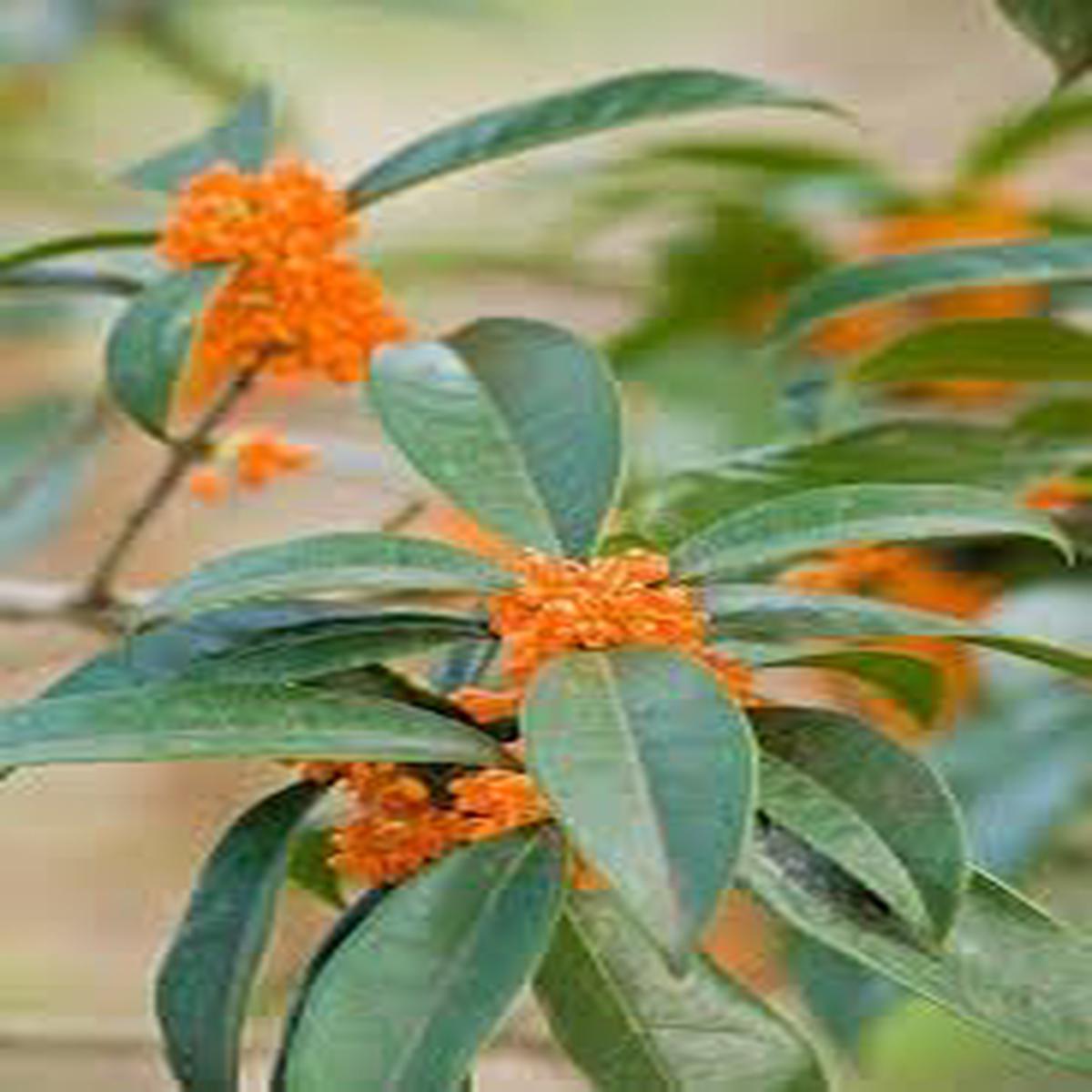 Heirloom Osmanthus Tree Flower seeds for Planting Easy to Grow Heirloom & GMO Free Seeds for Home Garden