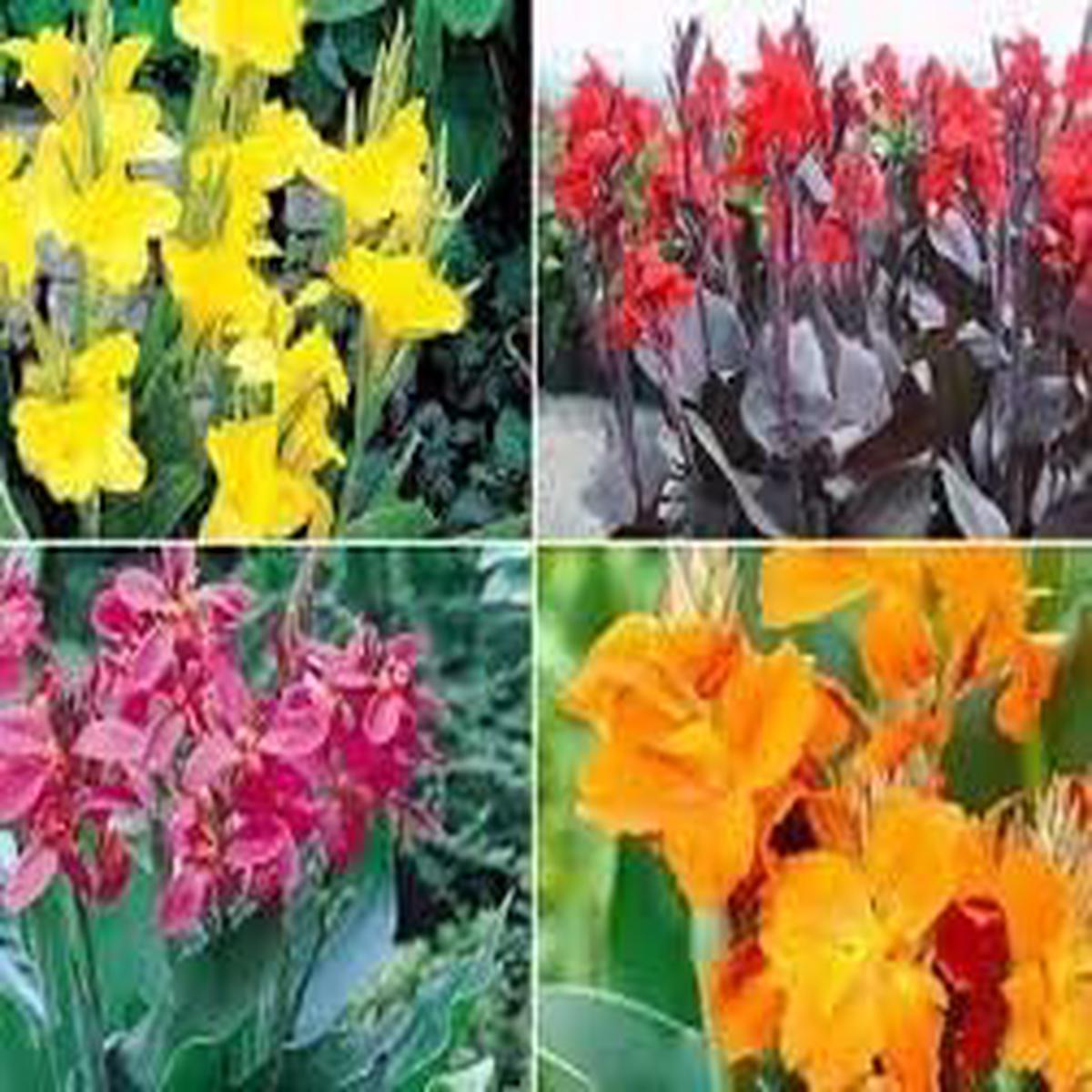 Heirloom Perennial Canna Flower Seeds for Planting Non-GMO, Organic Garden Seeds with High Germination Tropical Blooms