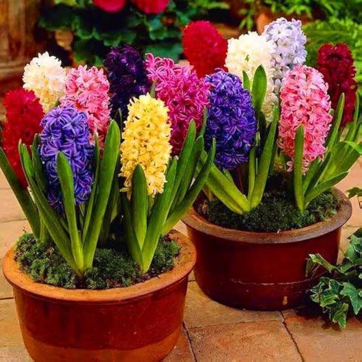Hyacinth Flowering Plant Balcony Gardening Colors Available Per Flower Seeds Home Garden