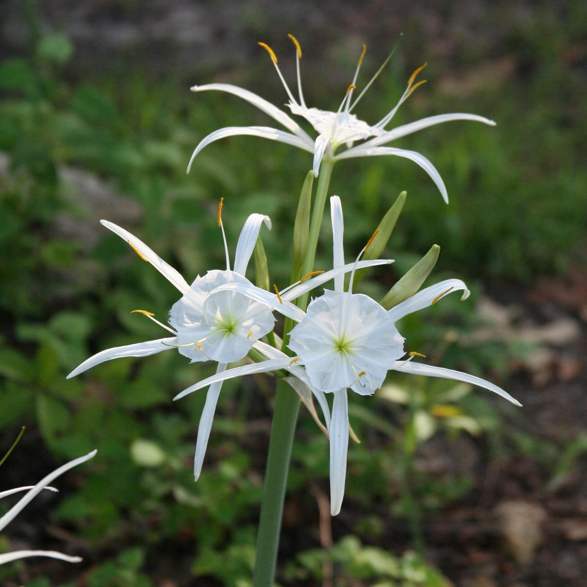 Hymenocallis Flower Seeds for Planting Shade Tolerant, Heirloom, Non-GMO, Organic Garden Seeds
