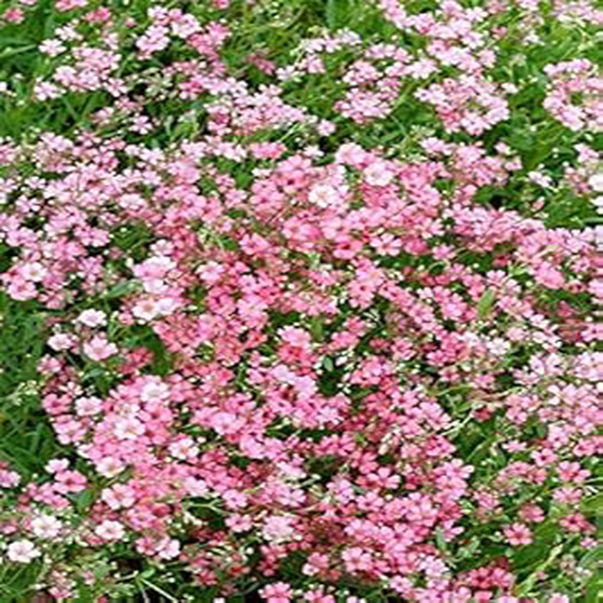 Light Green Callistemon Flower Seeds - Long Bloom Season, Heirloom & GMO Free Seeds for Home Garden