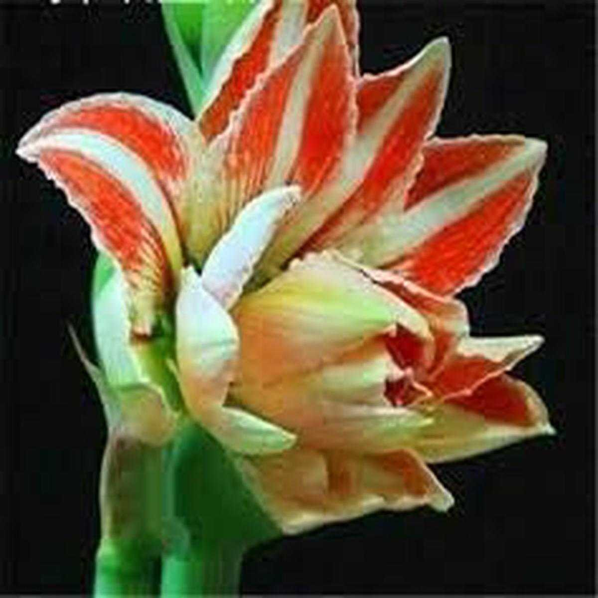 Light Orange Amaryllis Barbados Seeds for Planting Heirloom, Non-GMO, High Germination Organic Blooms