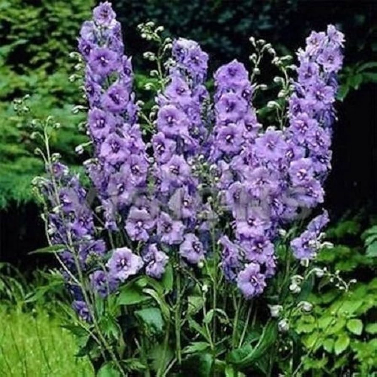 Lila Delphinium Mix Samen for Planting flower bed