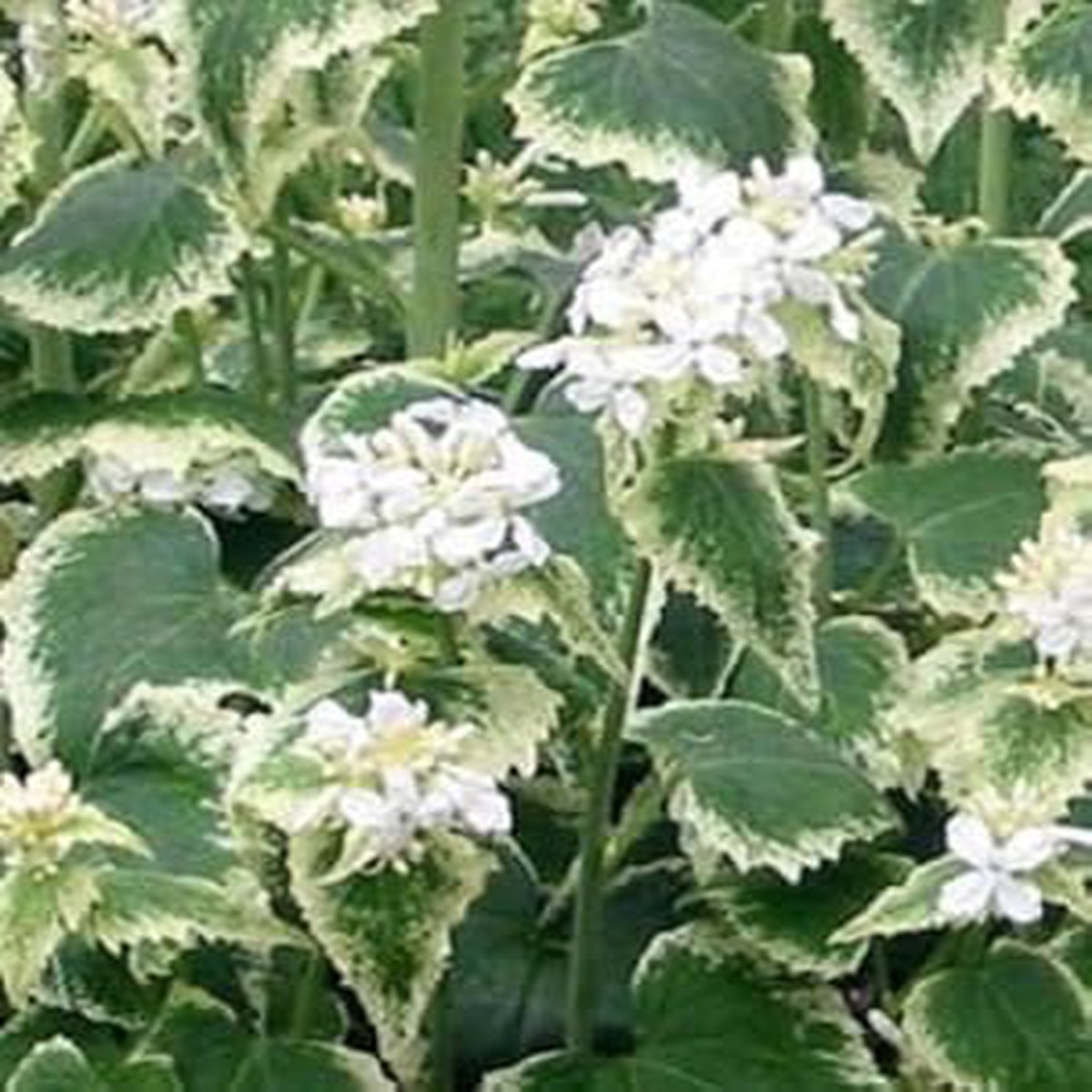 Lunaria Annua Variegata Money Flower seeds for Planting - Premium Quality, Heirloom & GMO Free Seeds for Home Garden