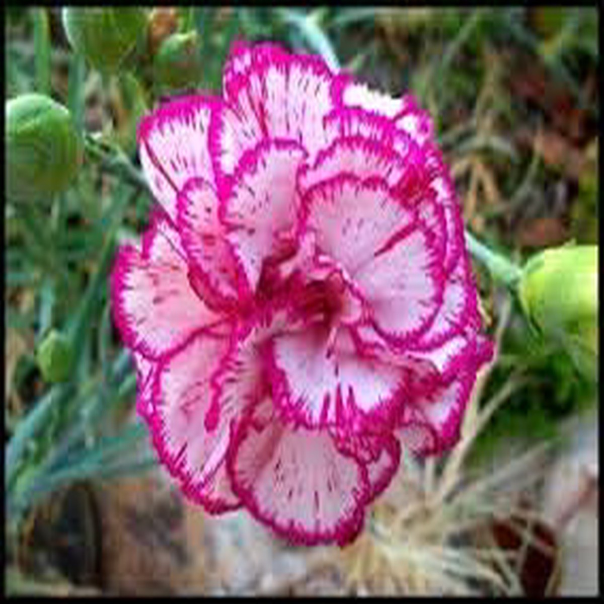 Mini Violet Flower Seeds in White Pink Heirloom Non-GMO High Germination Organic Garden Seeds for Planting