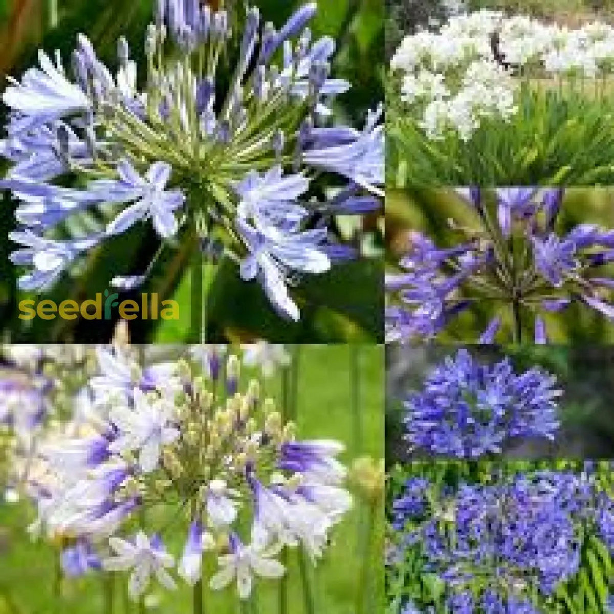 Mix Agapanthus Flower Planting Seeds - Vibrant Perennial Seeds for a Beautiful Garden