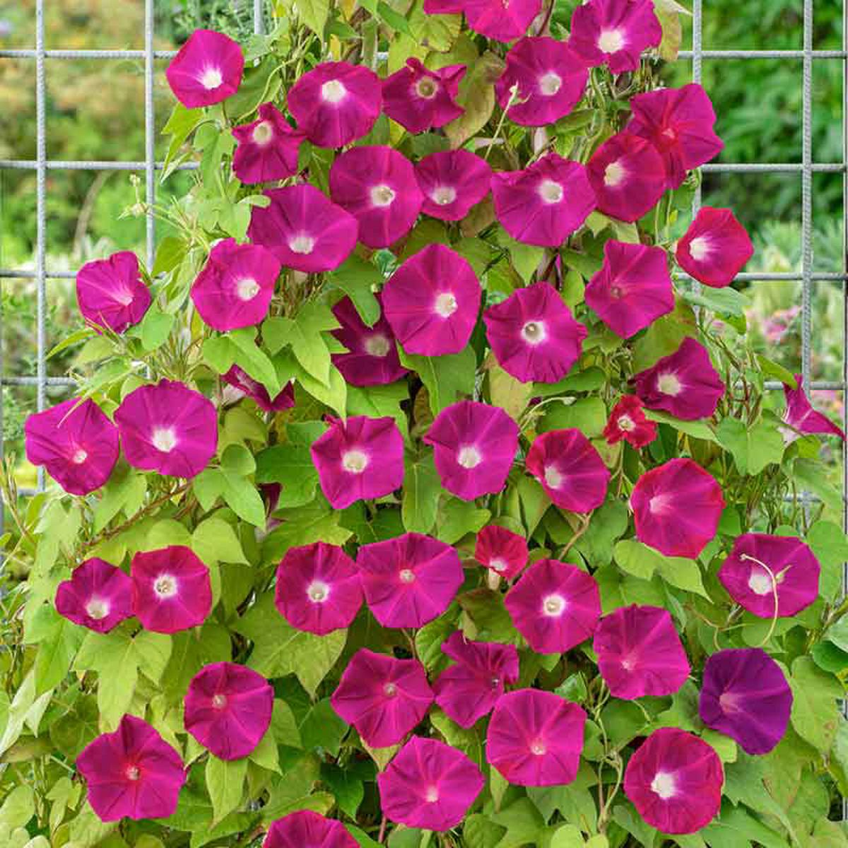 Morning Glory Seeds - Scarlett OHara