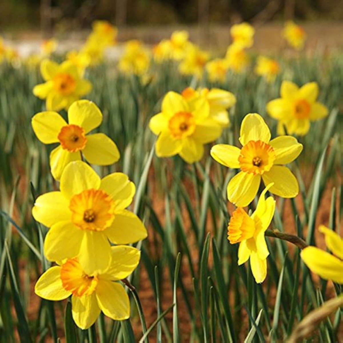 Narcissus Flower Narcissus Spp Planting Flower Bed And Home Garden Flower Seeds Home