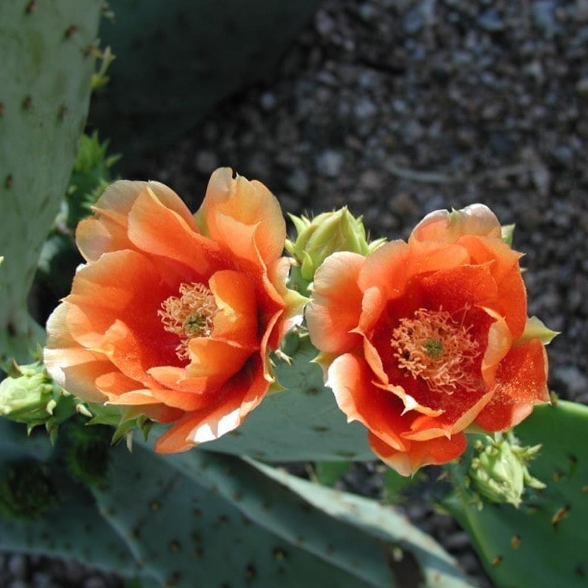 Orange Opuntia Flower seeds for Planting Hardy Variety Heirloom & GMO Free Seeds for Home Garden Sale