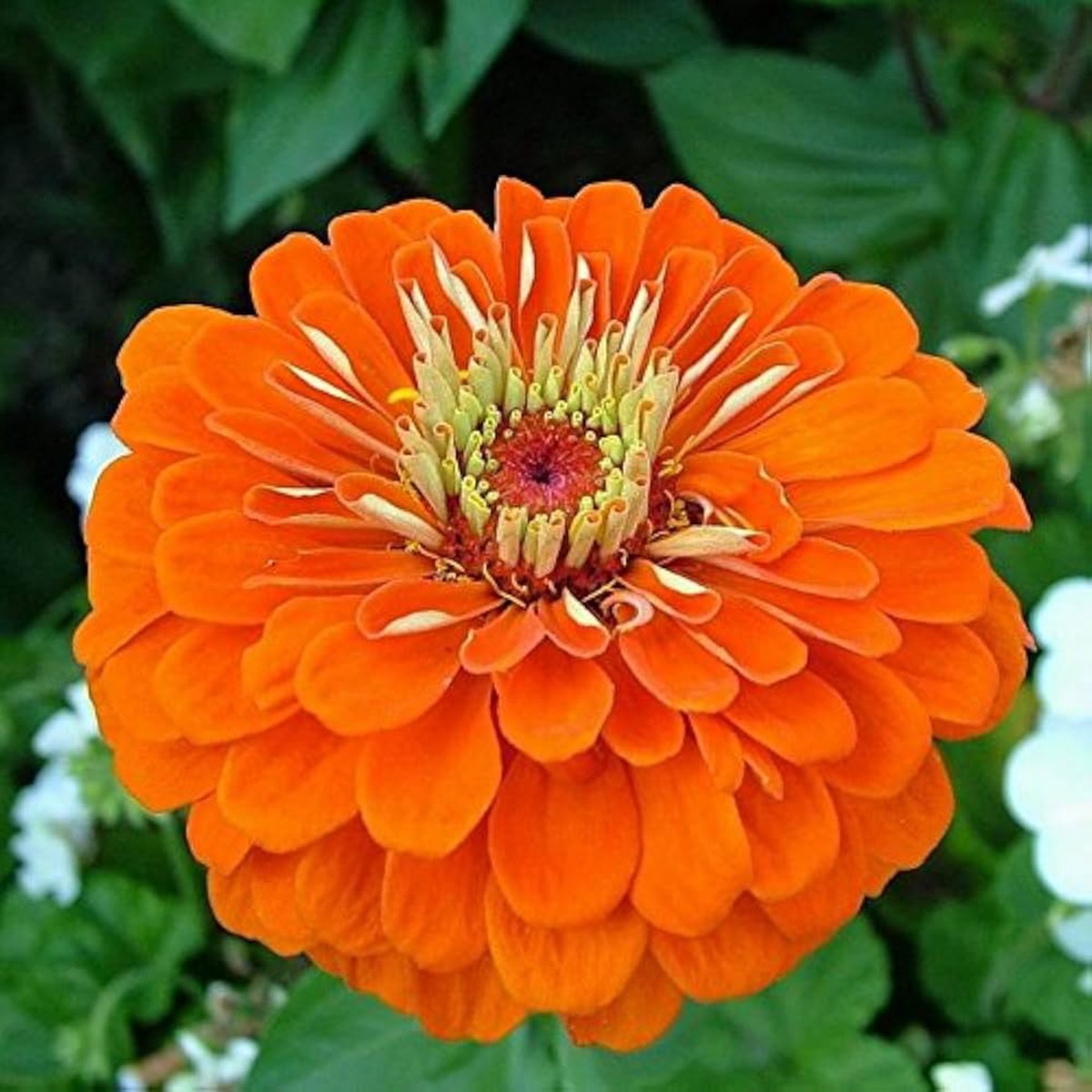 Orange Zinnia Zinnia Elegans Flower For Planting In Backyard Gardening Home Garden Pots Flower