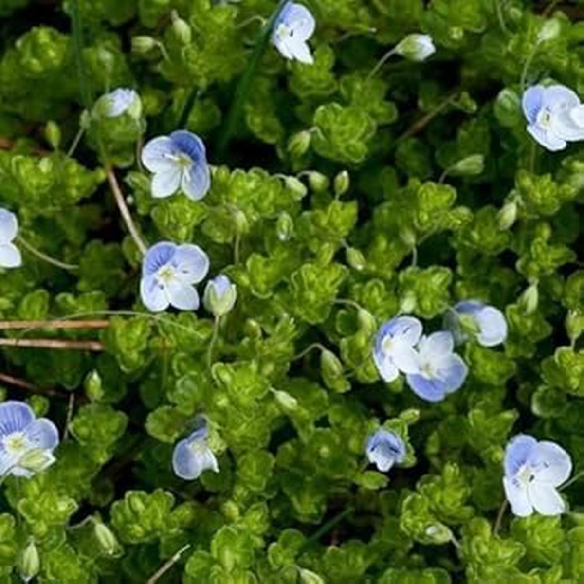 Organic Blue Veronica Repens Flower Seeds for Planting Heirloom, Non-GMO