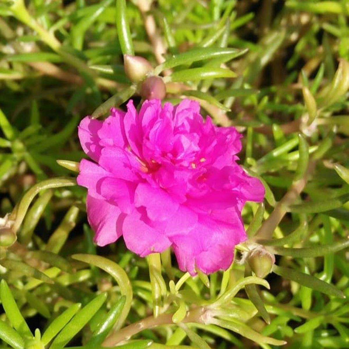 Organic Heirloom Non-GMO Pink Portulaca Seeds for Planting Vibrant Moss Rose Flowers, High Germination