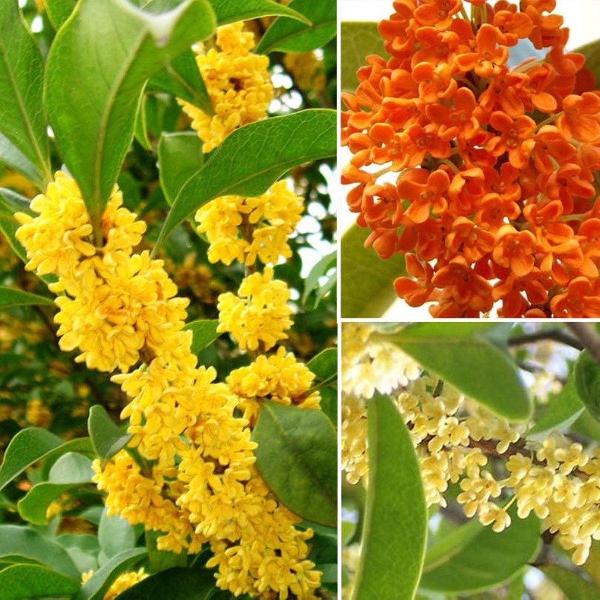 Osmanthus Fragrans Flower Seeds for Planting Heirloom, Non-GMO, Fragrant, Evergreen