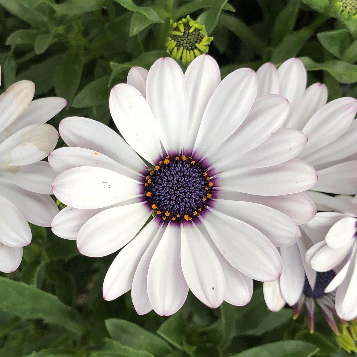 Osteospermum Flower Seeds for Planting Heirloom, Non-GMO, High Germination