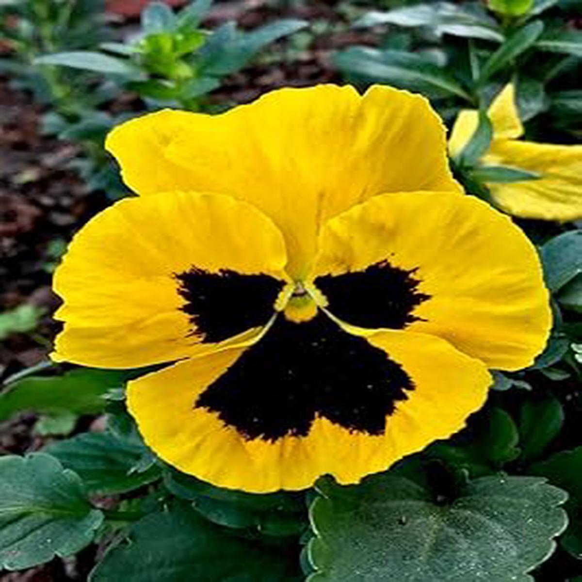 Pansy Flower Seeds Yellow for Planting | Heirloom Non-GMO High Germination Organic Garden Seeds