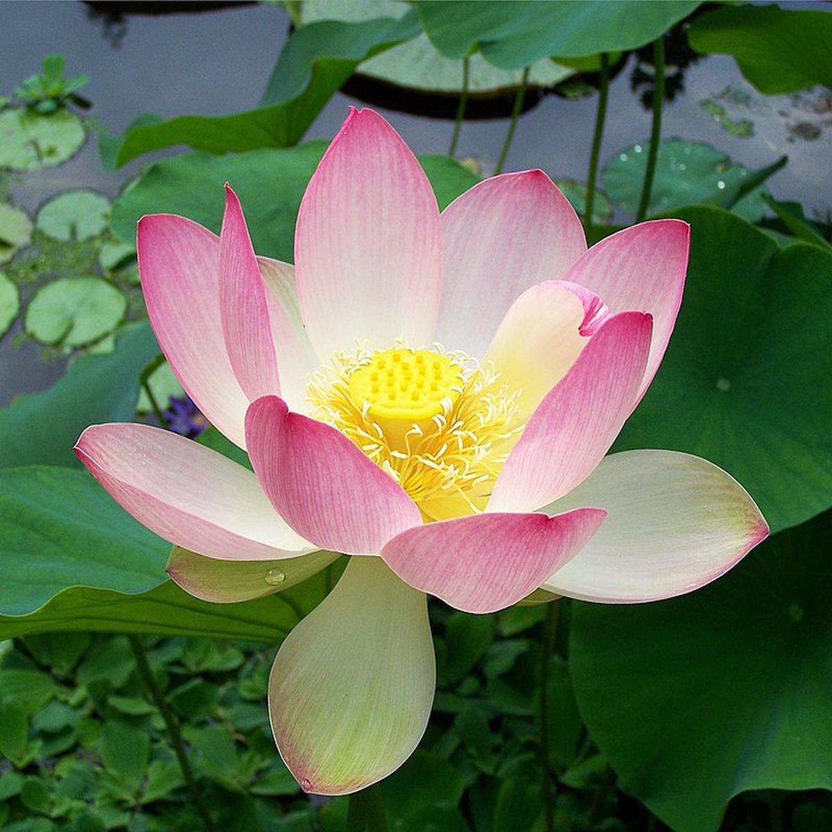 Pink Sacred Lotus Seeds (Nelumbo Nucifera) for Planting Heirloom, Non-GMO