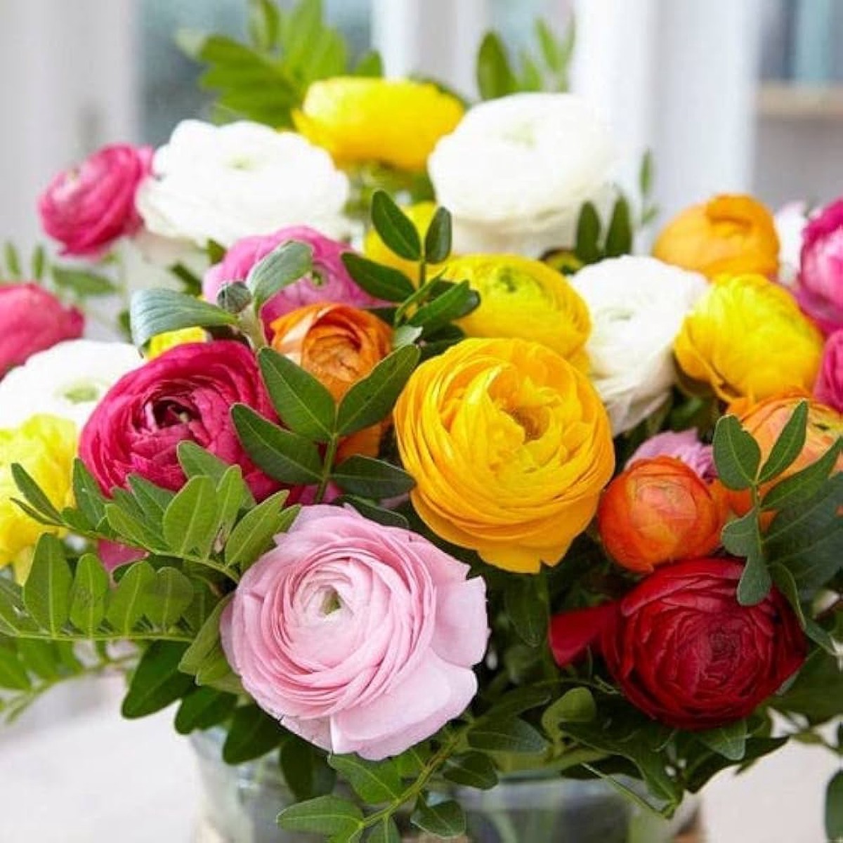 Ranunculus Ranunculus Asiaticus Flower For Home Garden Planting Flower Seeds for Home Garden