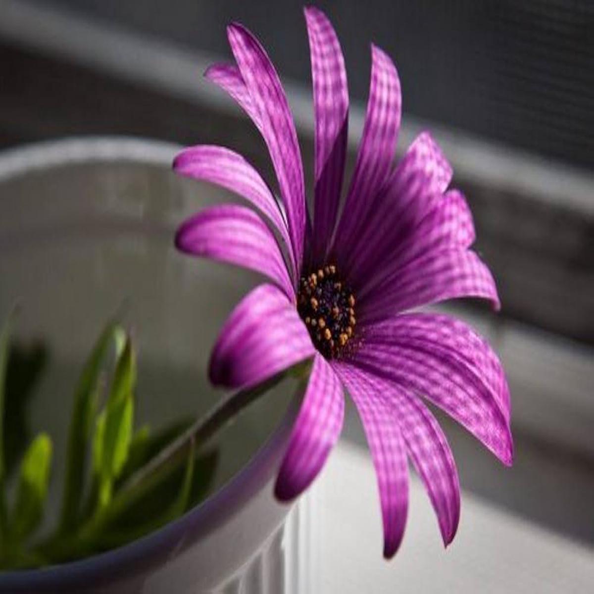Rare White Side Stripes Purple Flower Seeds for Home Gardening