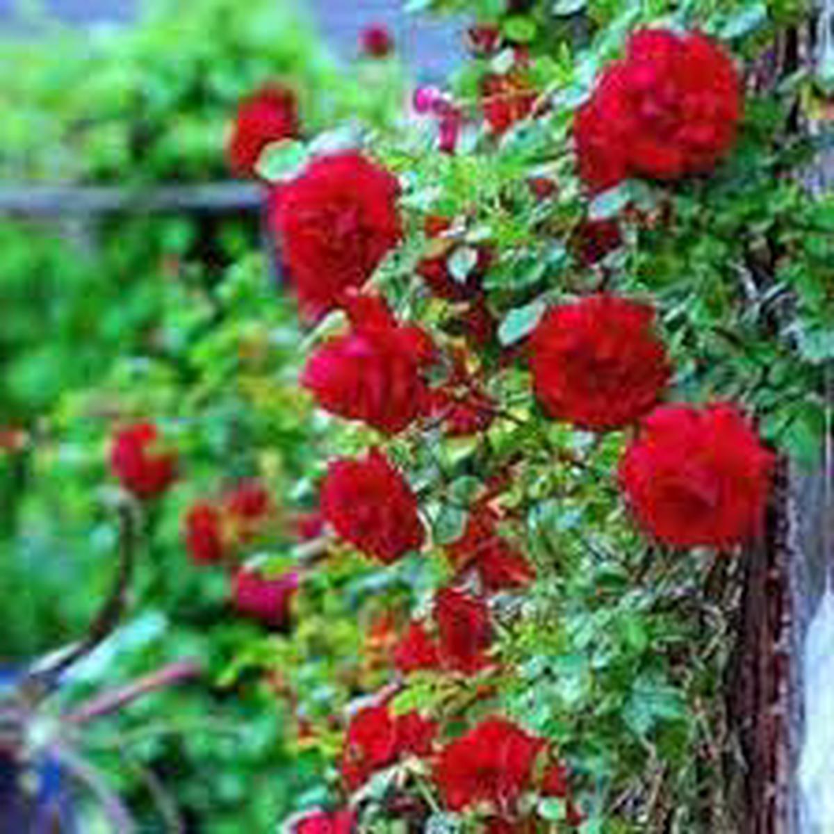 Red Climber Flower seeds for Planting - Easy to Grow, Heirloom & GMO Free Seeds for Home Garden